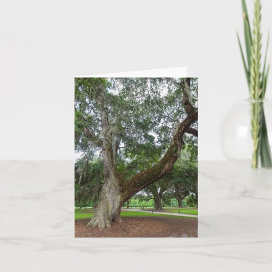 Ein alter Eichenbaum Karte (Vorderseite)