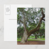 Ein alter Eichenbaum Postkarte (Vorne/Hinten)