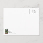 Ein alter Eichenbaum Postkarte (Rückseite)
