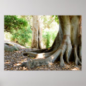 Ein alter großer Baum Poster (Vorne)