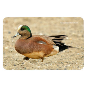 Ein amerikanischer Wigeon auf dem Strand Magnet