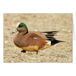 Ein amerikanisches Wigeon am Strand