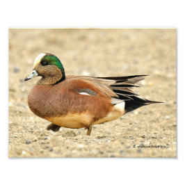 Ein amerikanisches Wigeon am Strand Fotodruck