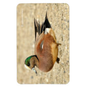 Ein amerikanisches Wigeon am Strand Magnet (Vertikal)