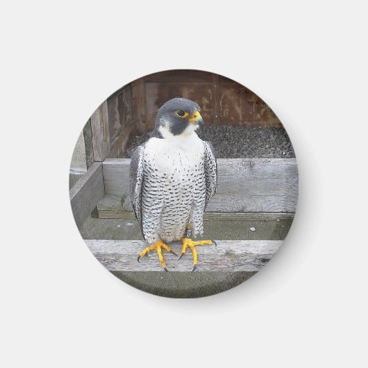 Ein anderes Archer Magnet (Vorne)