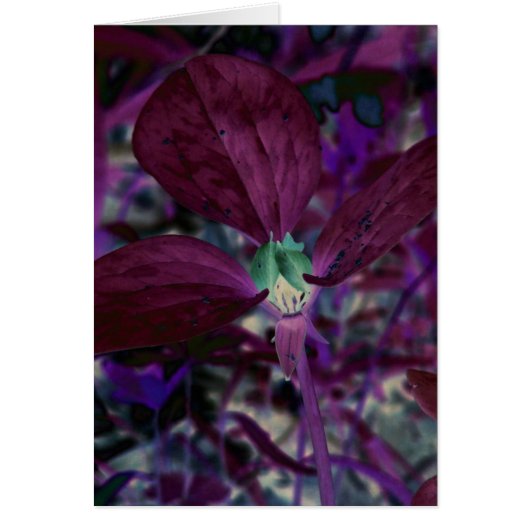 Ein anderes Trillium (Vorne)