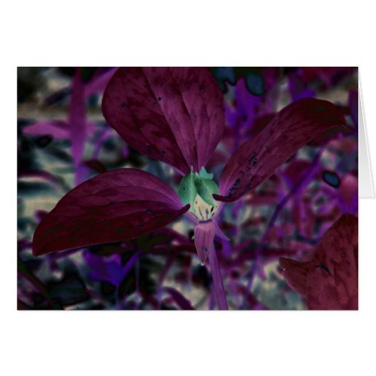Ein anderes Trillium (Vorderseite (Horizontal))
