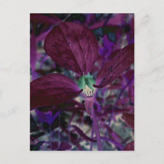 Ein anderes Trillium Postkarte (Vorderseite)