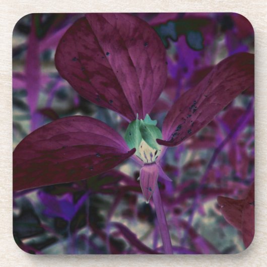 Ein anderes Trillium Untersetzer (Vorderseite)