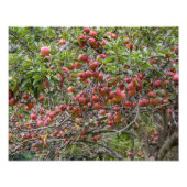 Ein Apfelbaum Fotodruck (Vorne)