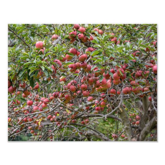 Ein Apfelbaum Fotodruck (Vorne)
