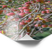 Ein Apfelbaum Fotodruck (Ecke)