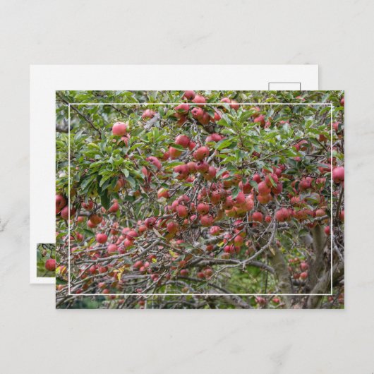 Ein Apfelbaum Postkarte (Vorne/Hinten)