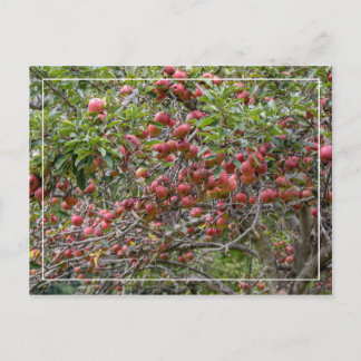 Ein Apfelbaum Postkarte