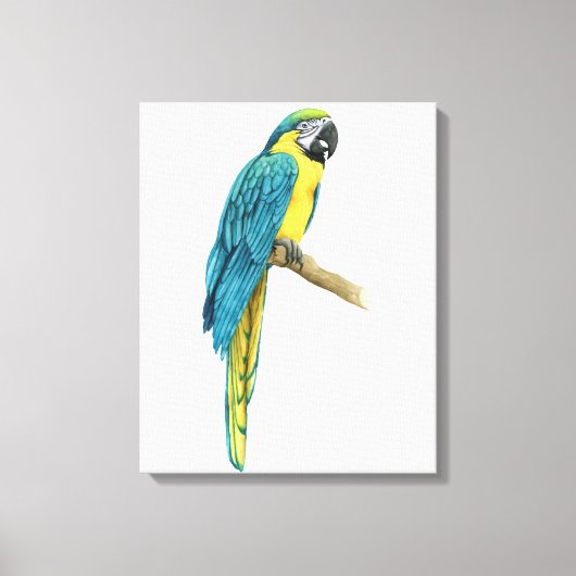 Ein Aquamariner Macaw Leinwanddruck (Vorderseite)