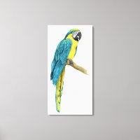 Ein Aquamariner Macaw