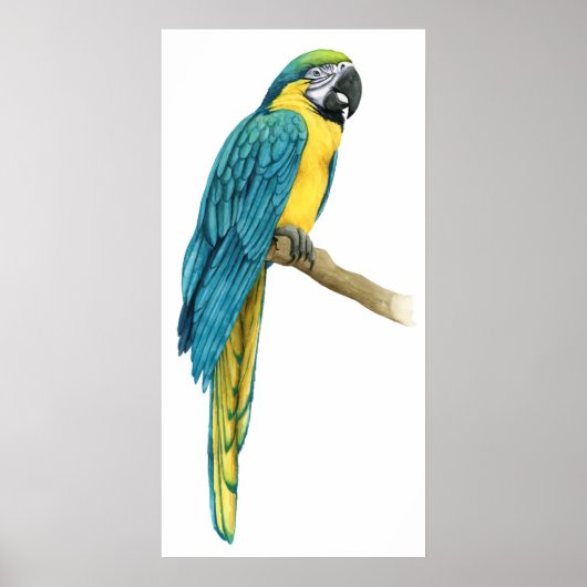 Ein Aquamariner Macaw Poster (Vorne)