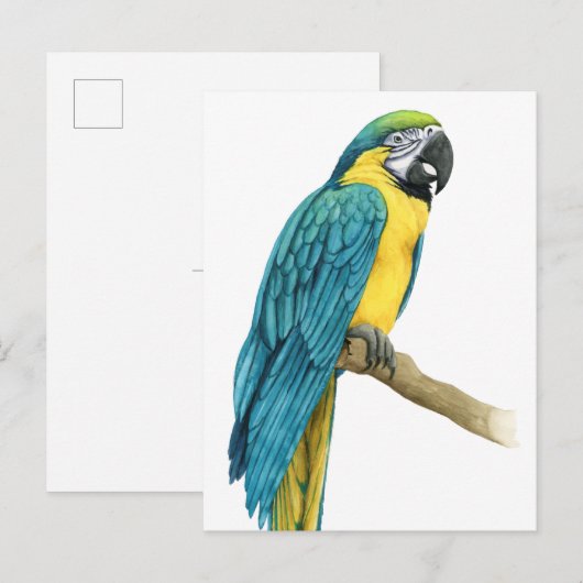 Ein Aquamariner Macaw Postkarte (Vorne/Hinten)