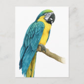 Ein Aquamariner Macaw Postkarte (Vorderseite)