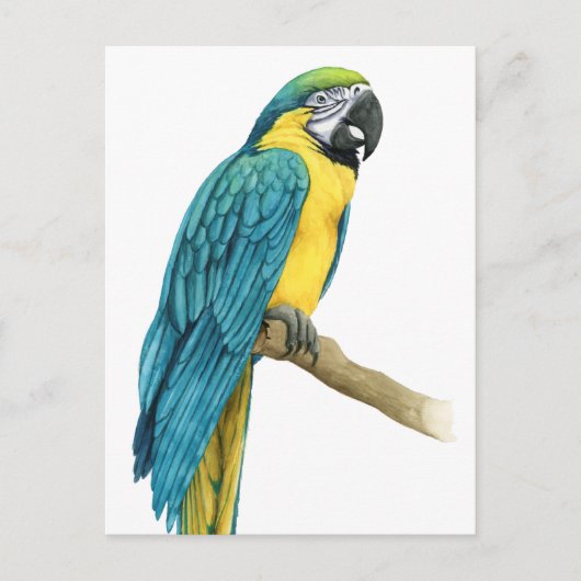 Ein Aquamariner Macaw Postkarte (Vorderseite)