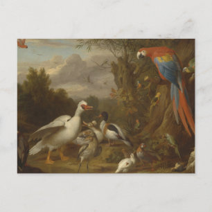 Ein Ara Enten Papageien und andere Vögel in einer Postkarte