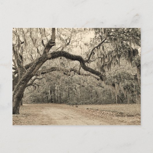 Ein Arch-Oakes-Postkarte Postkarte (Vorderseite)
