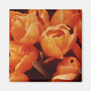 Ein Array von Orange Tulips, Amsterdam Street Mark Magnet