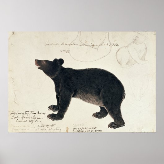 Ein asiatischer schwarzer Bär, "Ursus tibetanus" Poster (Vorne)
