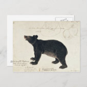 Ein asiatischer schwarzer Bär, "Ursus tibetanus" Postkarte (Vorne/Hinten)