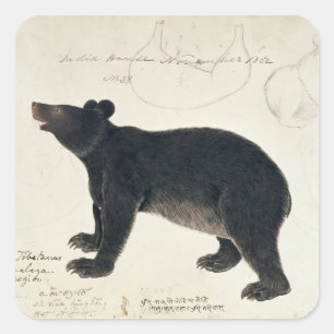 Ein asiatischer schwarzer Bär, "Ursus Tibetanus " Quadratischer Aufkleber