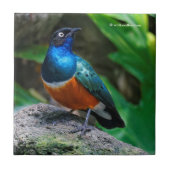 Ein Atemberaubender afrikanischer Superstar Starli Fliese (Vorderseite)