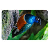 Ein Atemberaubender afrikanischer Superstar Starli Magnet (Horizontal)
