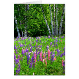 Ein atemloser Moment unter der Lupine