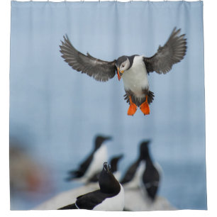 EIN ATLANTISCHES PUFFIN, DAS MIT SEINEM WAND IN LA DUSCHVORHANG