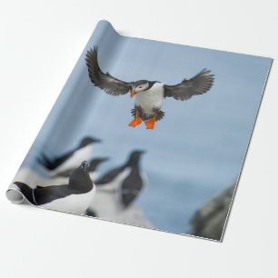 EIN ATLANTISCHES PUFFIN, DAS MIT SEINEM WAND IN LA GESCHENKPAPIER