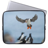 EIN ATLANTISCHES PUFFIN, DAS MIT SEINEM WAND IN LA