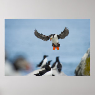 EIN ATLANTISCHES PUFFIN, DAS MIT SEINEM WAND IN LA POSTER