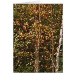 Ein Aufstand der Farbe