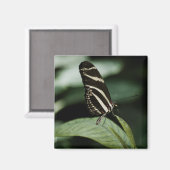 Ein ausgeglichenes Mehlmagnet Magnet (Vorderseite/Rückseite)