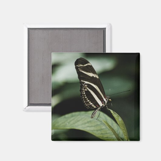 Ein ausgeglichenes Mehlmagnet Magnet (Vorderseite/Rückseite)