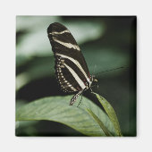 Ein ausgeglichenes Mehlmagnet Magnet (Vorne)