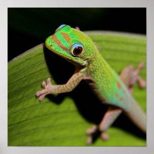 Ein Baby Green Gecko Poster