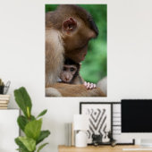 Ein Baby Macaque und es ist Mutter Poster (Heimbüro)