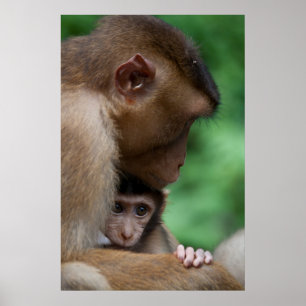 Ein Baby Macaque und es ist Mutter Poster