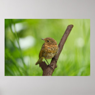 Ein Baby Robin auf einem Zweig Poster