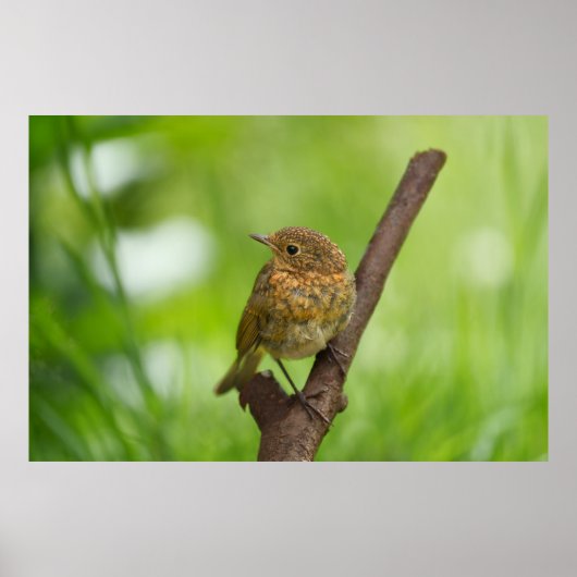 Ein Baby Robin auf einem Zweig Poster (Vorne)