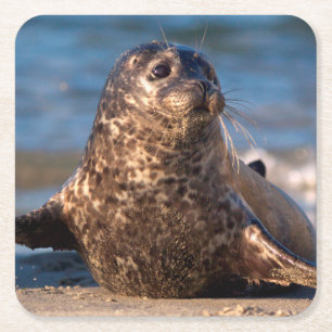 Ein Baby-Siegel, das an Land in das Pool der Rechteckiger Pappuntersetzer