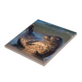 Ein Baby-Siegel, das es hebt, ist Schwanz Fliese (Seite)