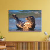 Ein Baby-Siegel, das es hebt, ist Schwanz Leinwanddruck (Insitu (Wohnzimmer))