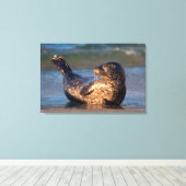 Ein Baby-Siegel, das es hebt, ist Schwanz Leinwanddruck (Insitu (Holzboden))